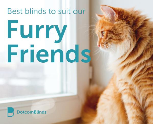 Window Blinds For Cat Owners